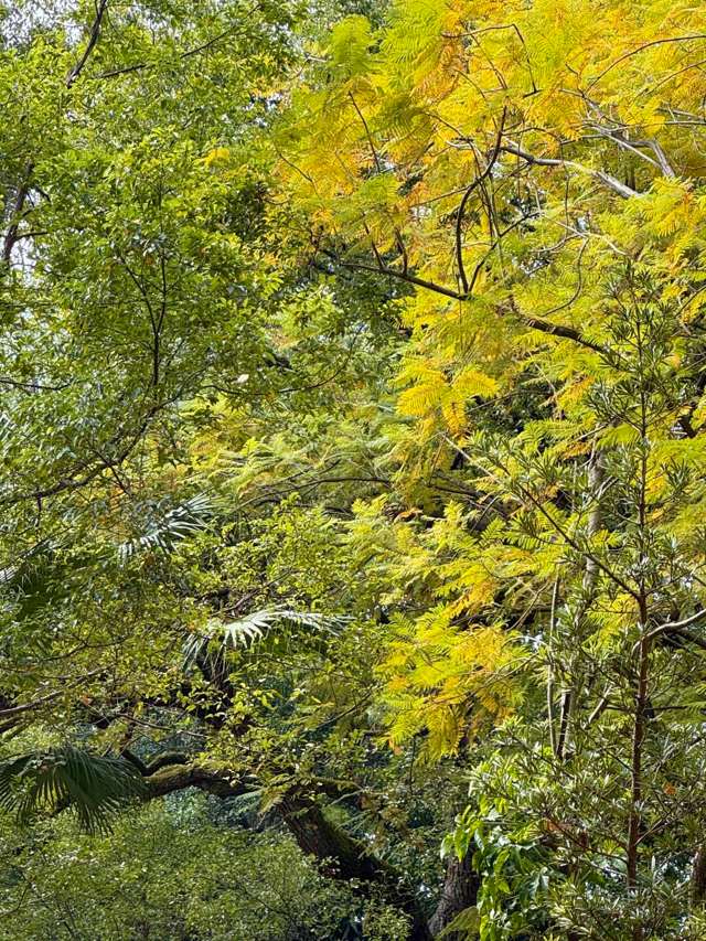 山上满眼都是绿