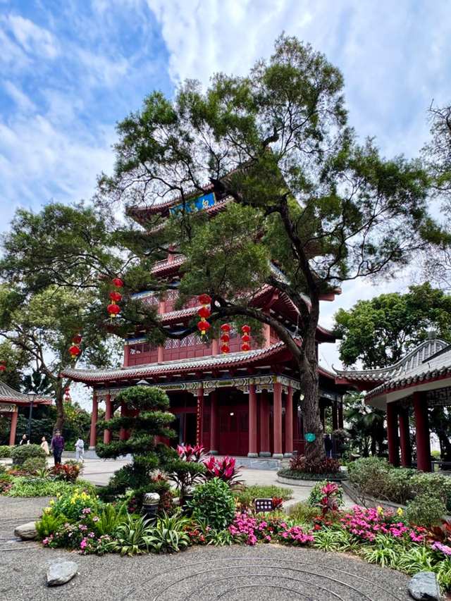 楼前的老松树